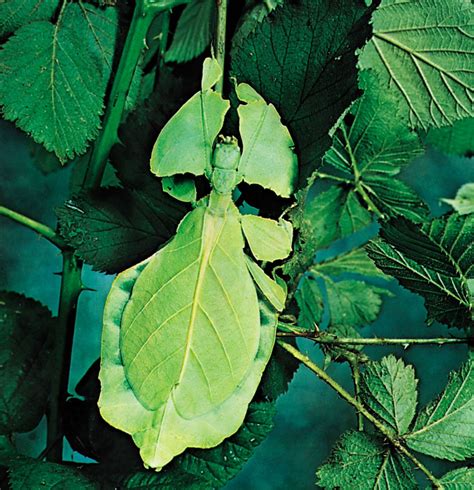 Leaf Insect Insect Britannica