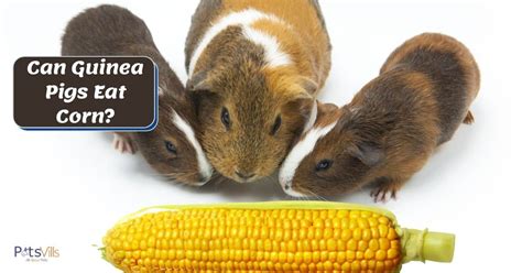 guinea pigs eat corn benefits risks