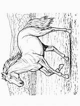 Paarden Kleurplaten Pferde Dieren Malvorlage Kolorowanki Kuda Mewarnai Pferd Bilder Equine Animasi Ausmalbild Animierte Bergerak Dzieci Animaatjes Cavalli Kleurplatenwereld Afdrukken sketch template