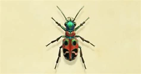 acnh tiger beetle   catch price animal crossing gamewith
