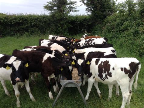 calf  beef systems    agrilandie