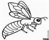 Hornet Coloring Pages Para Colorear Printable Drawing Kids Toddler Fotos Abeja Es sketch template