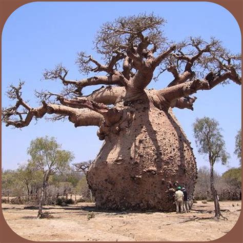 big fat baobab tree natureisfuckinglit