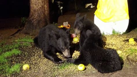 Mama Black Bear With Her Two Cubs Youtube