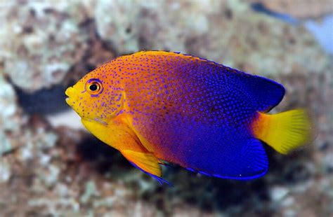 saltwater angelfish   habitat submit  guest posting website write   milford