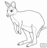 Kangaroo Coloring Wallaby Kangaroos Tree Drawing Pages Kids Getdrawings Necked Baby Red sketch template