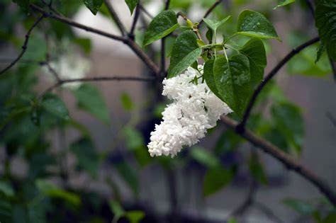 great shrubs  bloom  white flowers