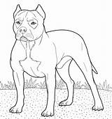 Coloring Pitbull Super Puppies Beagle sketch template