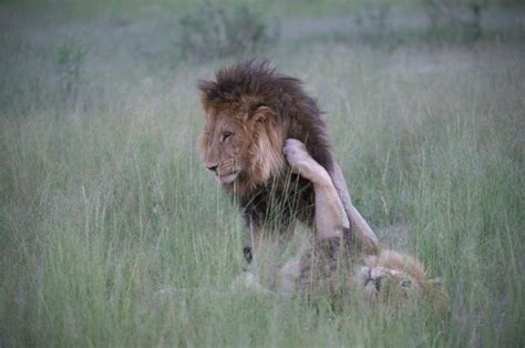 será que são dois leões machos transando