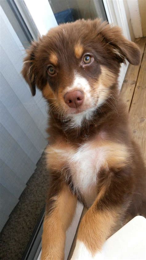 Pin On Adorable Aussie S
