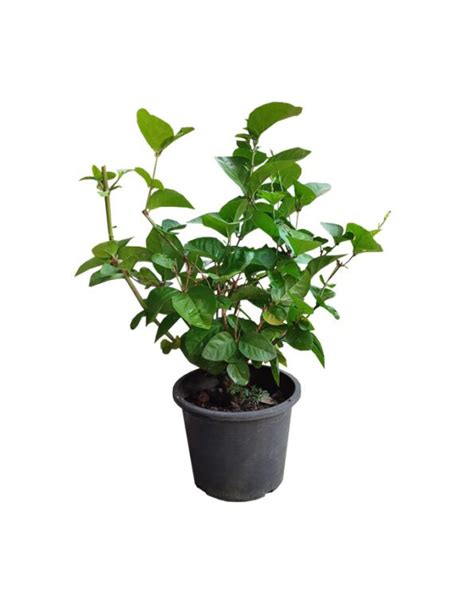 jasminum sambac arabian jasmine 6” pot rimba garden central