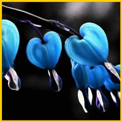 rare blue bleeding heart seeds  pcs dicentraspectabilis etsy