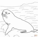 Galapagos Seal Coloring Pages Fur Seals Elephant Warbler Yellow Animals Printable Drawing Sheets Drawings sketch template