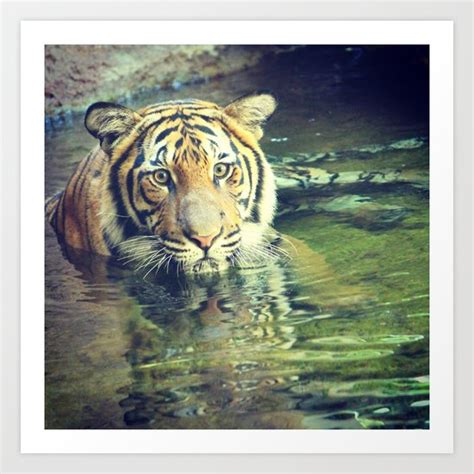 tiger art print  sadieesmiles society
