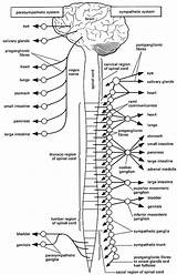 Nervous Autonomic Physiology sketch template