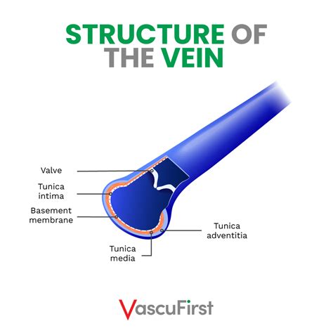 overview  anatomy  physiology related  vascular access