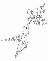 Hummingbird Coloring Flower Pages Hummingbirds Drawing Printable Book Getdrawings Kids Library Clipart Books Categories Similar sketch template