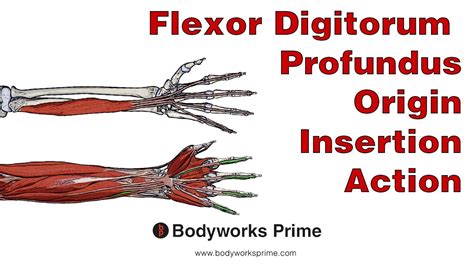 flexor digitorum profundus anatomy origin insertion action youtube