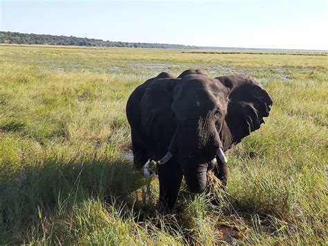 traveltuesday visit kasane the gateway to the chobe national park