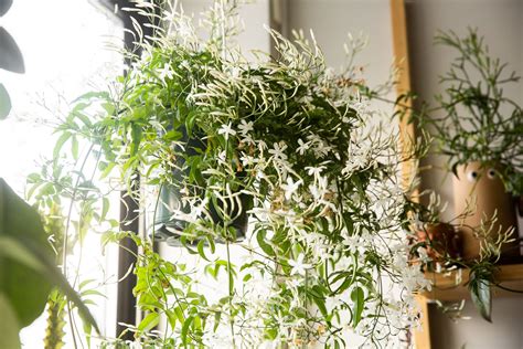 grow  care  vining jasmine