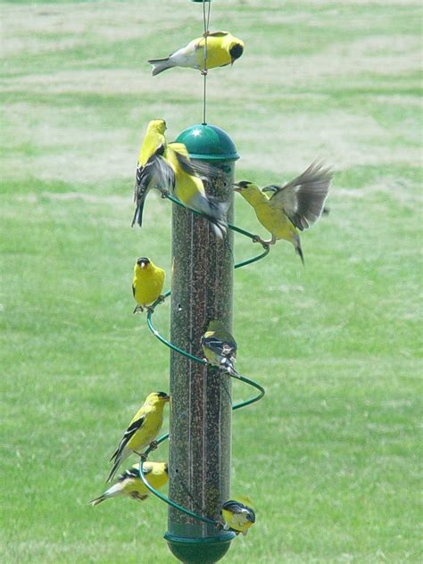 bird feeders  yellow finches birdcage design ideas