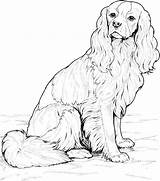 Coloring Pages Dog Cockapoo Cavalier Spaniel Golden Retriever Printable King Puppies Charles Puppy Shepherd Australian Breed Pound Clipart Mandala Surfnetkids sketch template