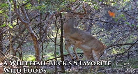 A Whitetail Buck S Favorite Wild Foods [pics]