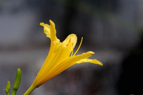 picture yellow flower pistil macro dew