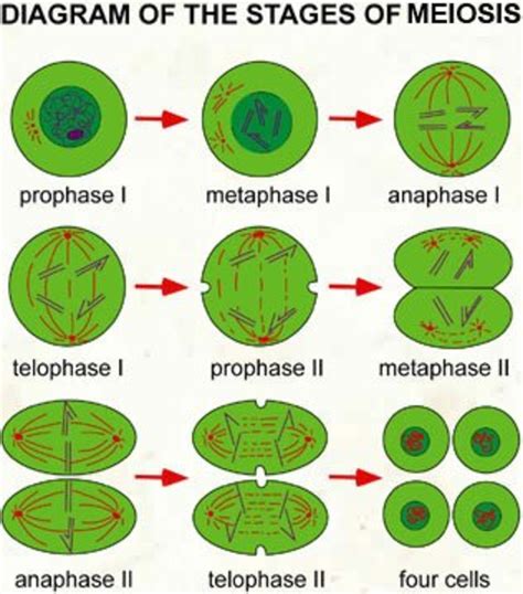 major functions  mitosis  meiosis hubpages