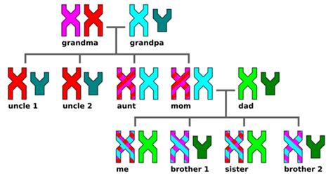 what is the x chromosome