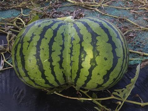 these japanese twin watermelons look like a sexy curvy butt tokyo kinky sex erotic and adult