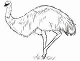 Emu Coloring Australian Pages Printable Template Drawing Dot Sketch Categories Templates sketch template