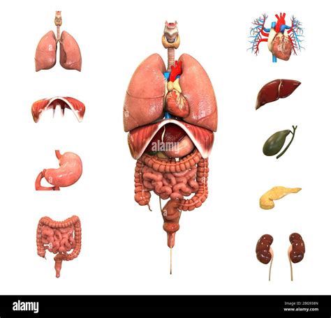 mann anatomie innere organe ausgeschnittene stockfotos und bilder alamy