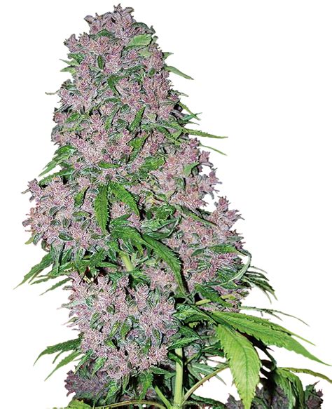 top  purple cannabis seeds