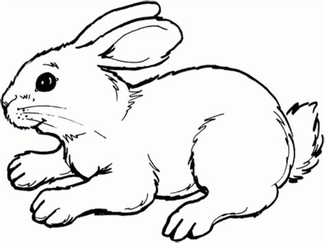 printable rabbit coloring pages  kids hakt