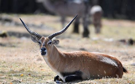 tien dieren dood door brand  safaripark beekse bergen