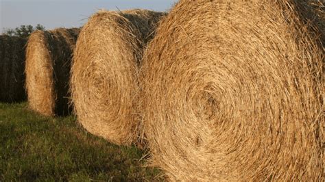 proper hay storage reduces waste increases profit kmmo marshall mo