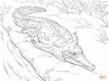 Crocodile Orinoco Krokodil Nile Crocodiles Ausmalbild Getcolorings sketch template