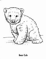Bear Cub Coloring Pages Cubs Polar Baby Animals Drawing Grizzly Winter Chicago Drawings Face Line Bears Printable Animal Draw Wolf sketch template