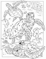 塗り絵 Loggerhead ぬりえ Turtles sketch template