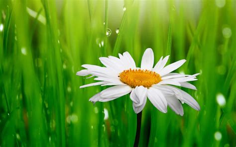 extravagant daisy flower picture wallpaperscom