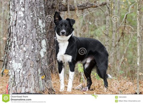 de zwart witte hond van het grenscollie aussie gemengde ras stock afbeelding image  dier