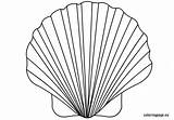 Shell Coloring Seashell Clam Pages Drawing Scallop Printable Line Oyster Color Print Getdrawings Getcolorings Conch Pa sketch template