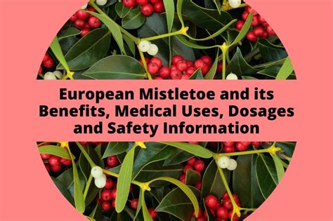 European Mistletoe And Its Benefits Medical Uses Dosages And Safety