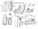 Slug Designlooter Huang Slugs sketch template