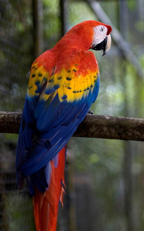 scarlet macaw  stockarch  stock photo archive