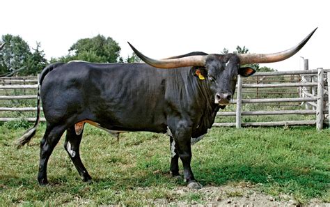 animal balck color bull hd photo images craftsman founder