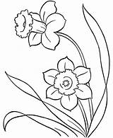 Spring Coloring Flower Pretty Two Flowers Pages Color Print Size Clipart Printable Daffodils Colouring Drawings Simple sketch template