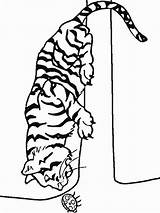 Tiger Coloring Tasmanian Pages sketch template