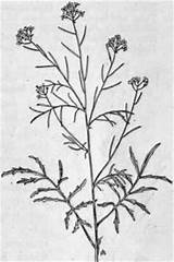 Sisymbrium Tumbling Altissimum Mustard Fig Weeds sketch template